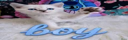 Scottish Fold cats for sale: 🐾 Stunning Scottish kitties 🐾 - Advert 4