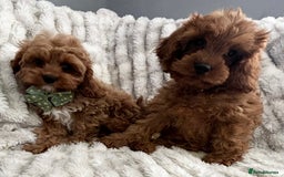 Cavapoo dogs for sale: F1 DEEP FOX RED EXTENSIVELY HEALTH TESTED BABIES  - Image 35