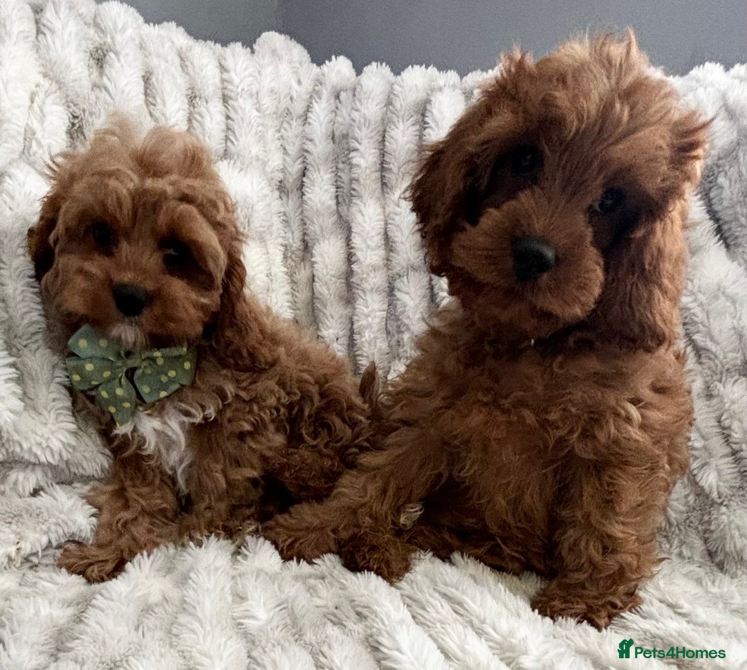 Cavapoo dogs for sale: F1 DEEP FOX RED EXTENSIVELY HEALTH TESTED BABIES  - Image 35