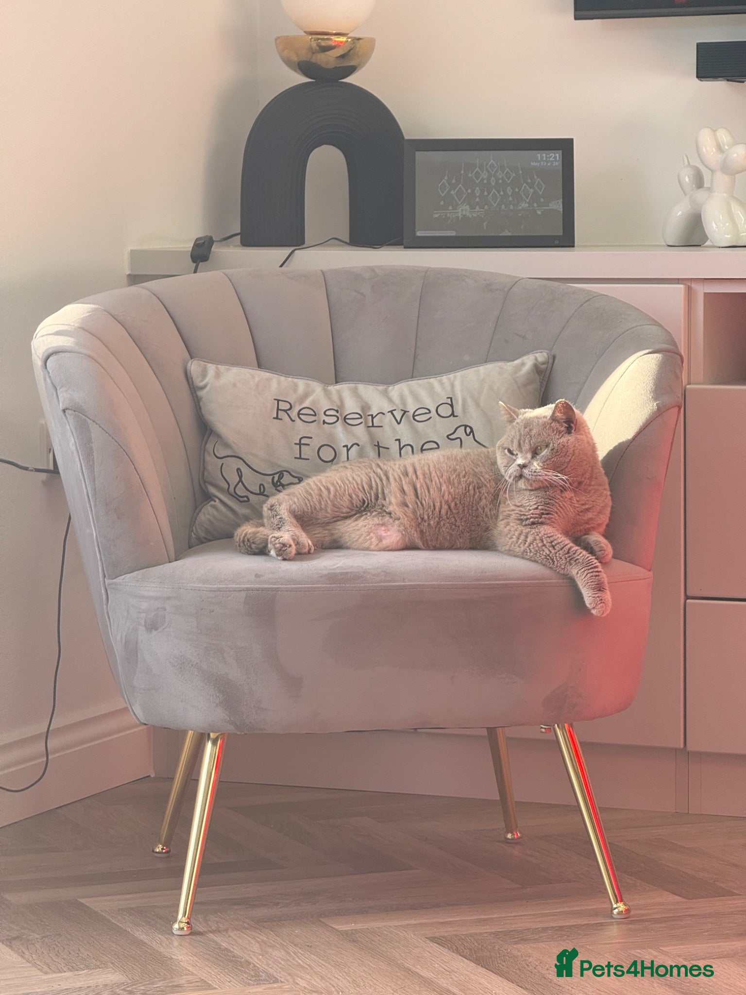 British Shorthair cats 🤍British Shorthair Kittens🤍 - Advert 7