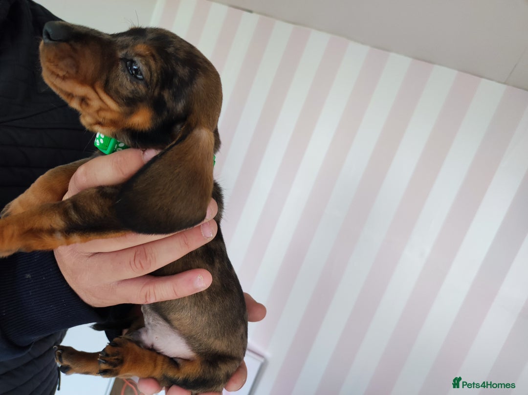 Dachshund dogs for sale: Adorable miniature dachshunds - Image 13