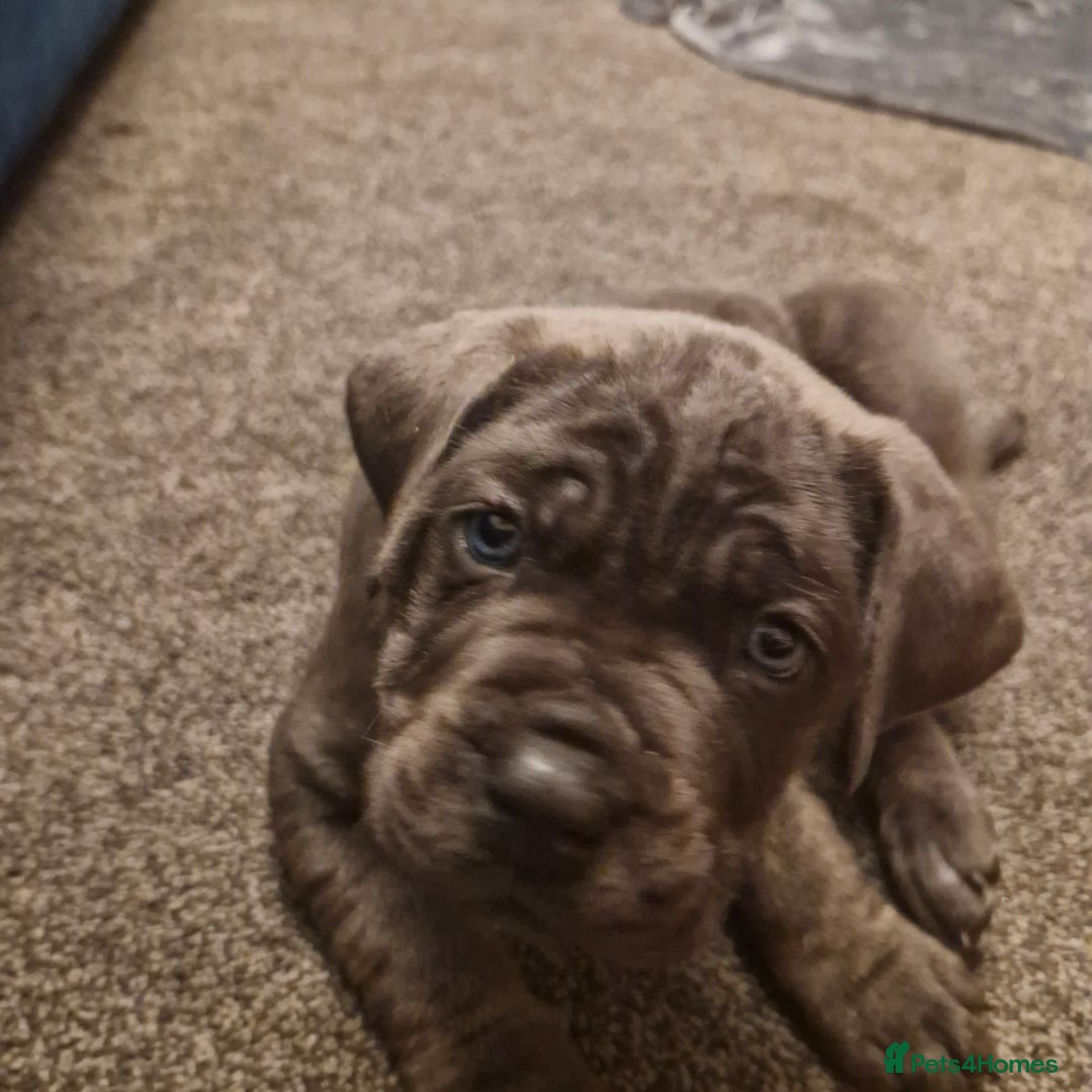 Cane Corso dogs for sale: Exceptional Quality Full Pedigree  - Advert 23