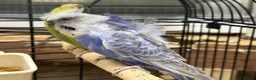 Budgerigars birds for sale: Helicopter Budgies for sale  - Advert 7