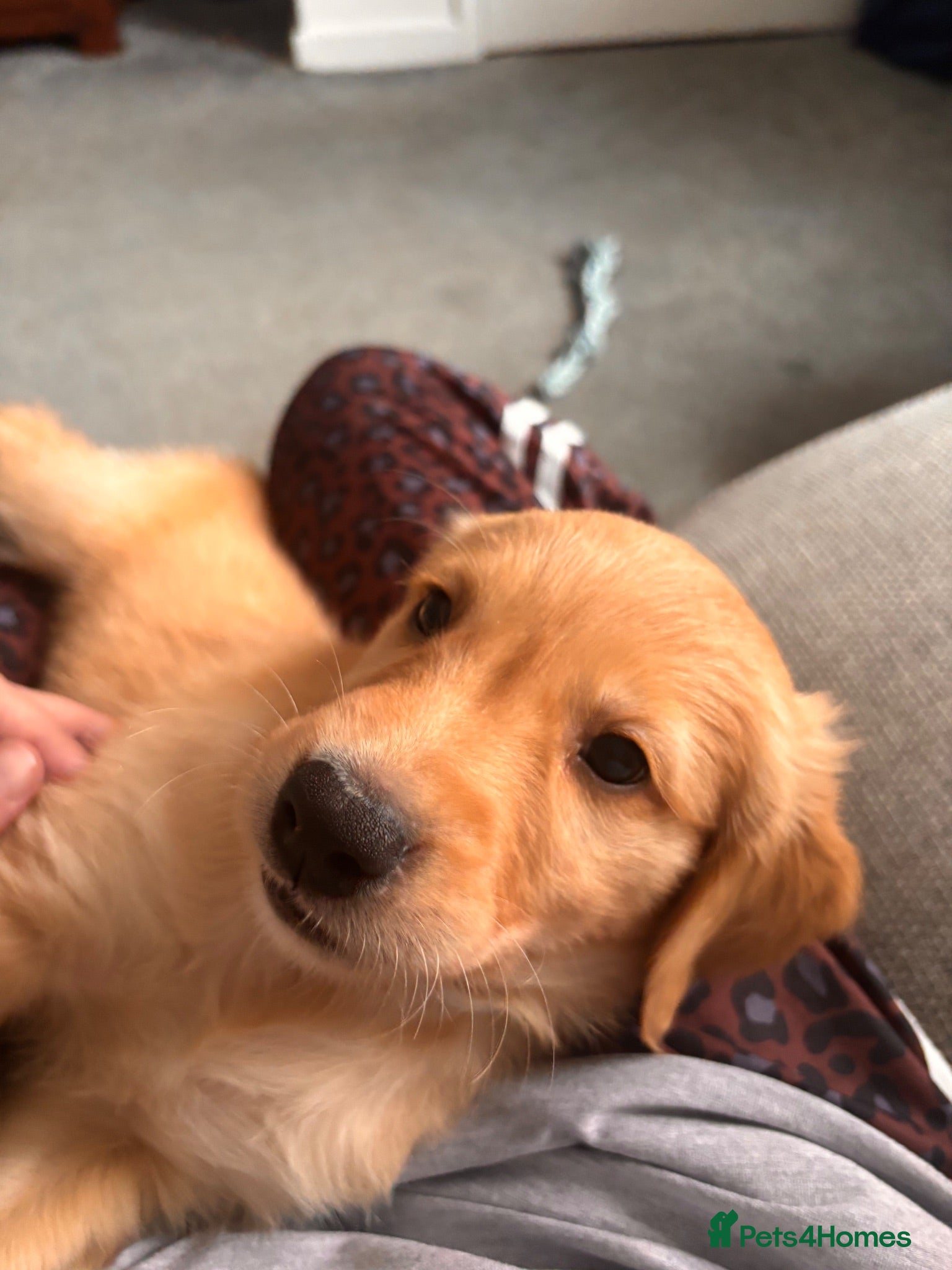 Golden Retriever dogs 2 boys available ready to go 7th August  - Advert 15