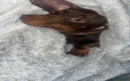 Miniature Dachshund dogs for sale: Male miniature daushund  - Image 1