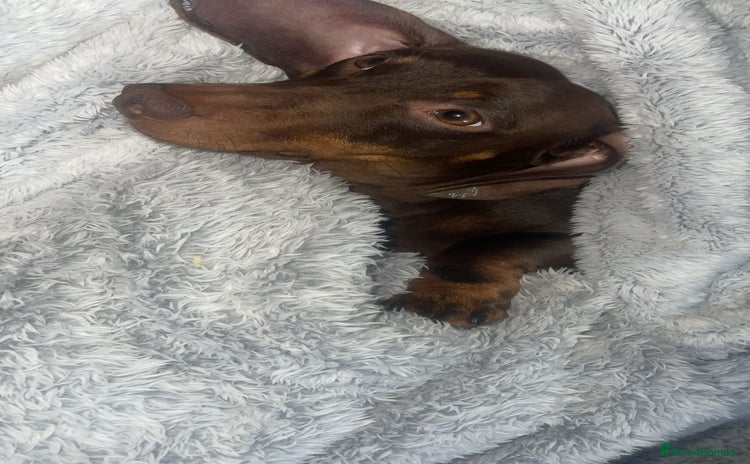 Miniature Dachshund dogs - Advert 3