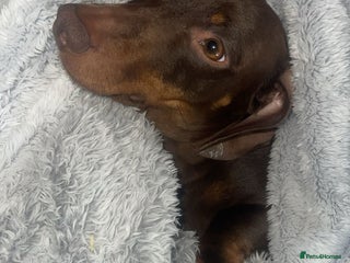 Miniature Dachshund dogs - Advert 6