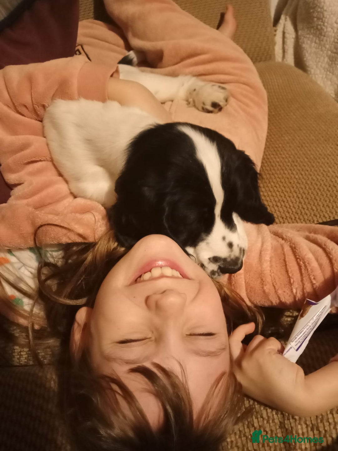 Cocker Spaniel dogs for sale: Our last pup - Ready now - KC Reg cocker spaniel! - Advert 3