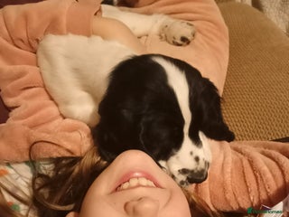 Cocker Spaniel dogs Our last pup - Ready now - KC Reg cocker spaniel! - Advert 3