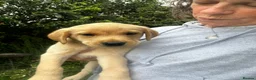 Labrador Retriever dogs for sale: Health Tested Labrador Pup - Advert 5