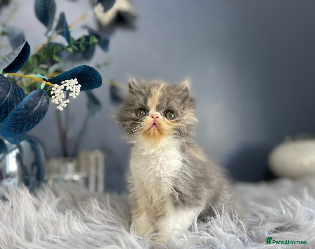 Persian cats for sale: 💗CHAMPION LINES PERSIAN GIRL GCCF 💗 - Advert 5