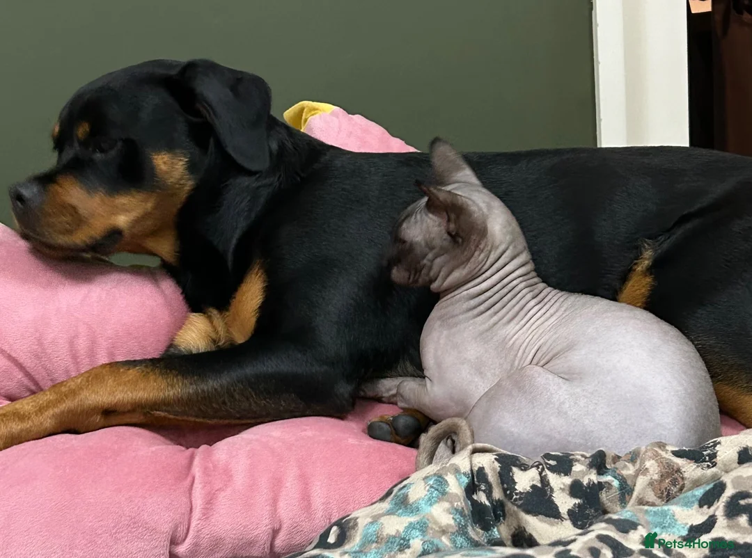 Sphynx cats for sale: Simba 🤎💛… 3 years looking for a forever home - Advert 2
