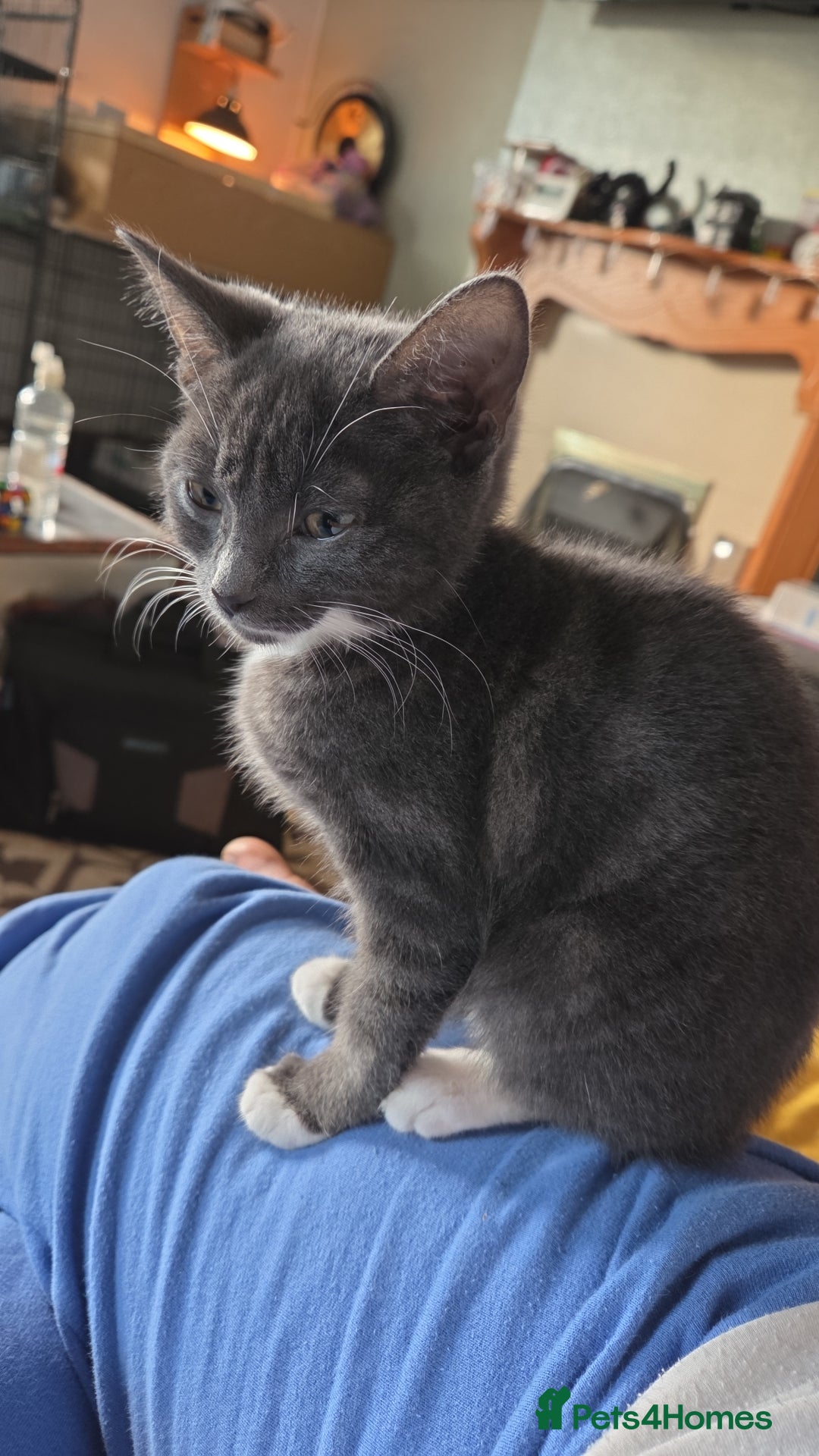 Mixed Breed cats for sale: Gorgeous and loving female silver tabby and white  - Advert 1