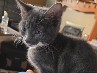 Mixed Breed cats Gorgeous and loving female silver tabby and white - Advert 1