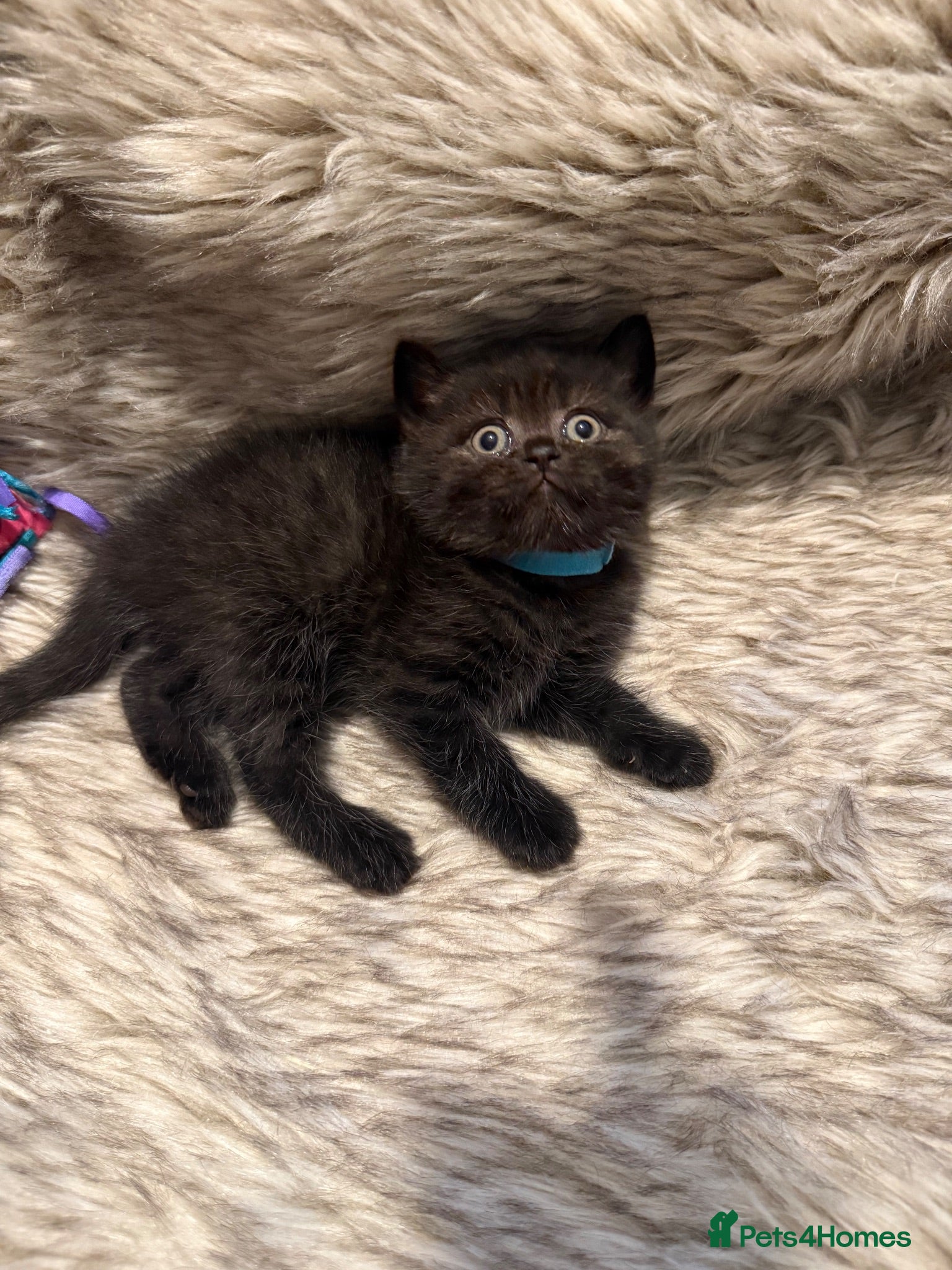 British Shorthair cats Supreme Champion Line British Shorthair Kittens - Advert 2