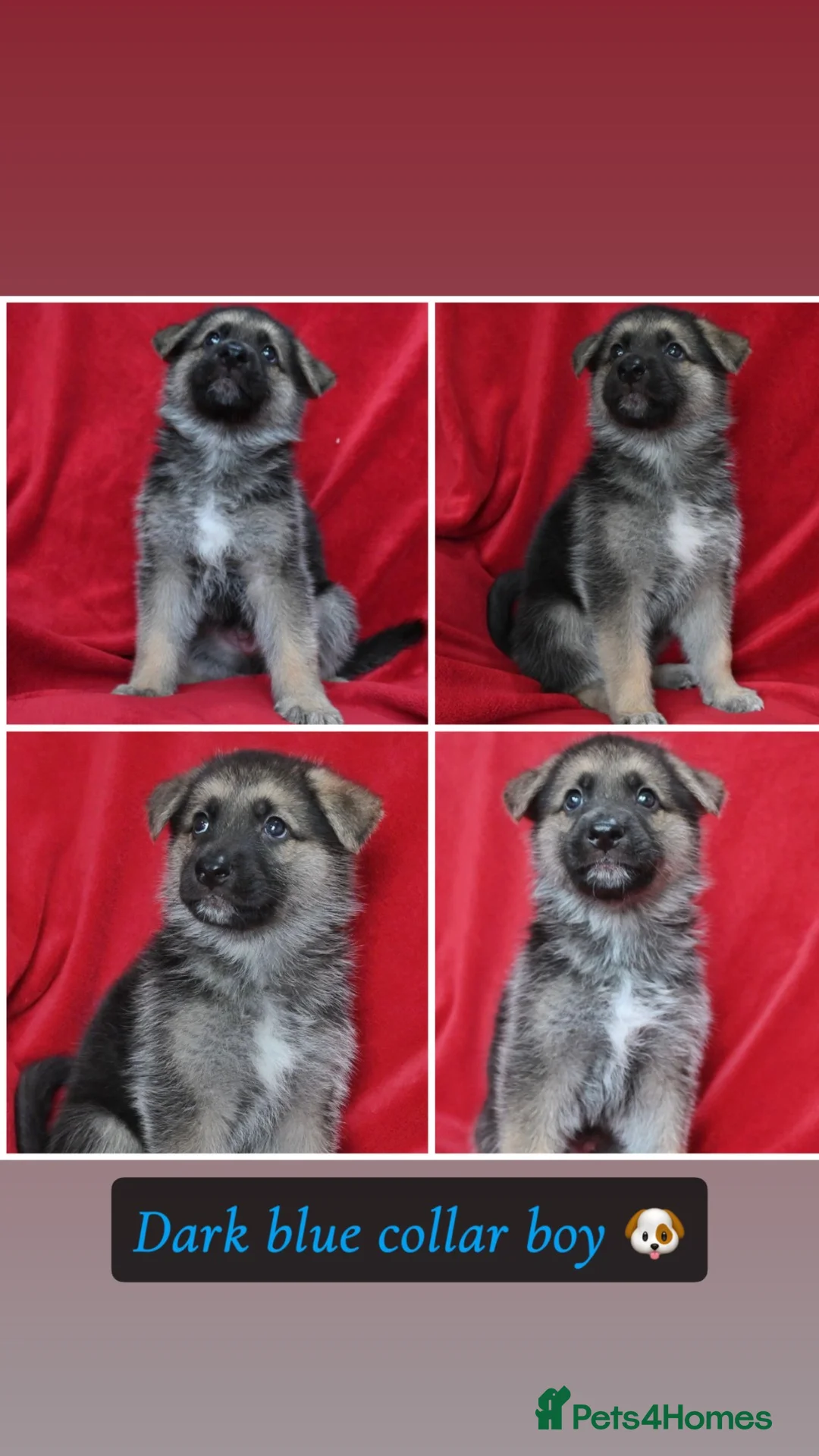 Mixed Breed dogs for sale: 8 beautiful healthy  puppies ,  German shepherd  - Advert 2