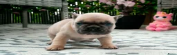 French Bulldog dogs for sale: French bulldog kc 5 gen - Advert 10