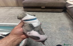 Whippet dogs for sale: Rare colours full pedigree KC Reg whippet pups  - Image 24