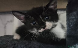 Mixed Breed cats for sale:  3 Adorable Kittens Ready for Their Forever Homes - Image 14