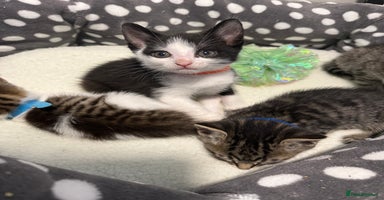 Mixed Breed cats Smokyblack & whith half british short hair kittens - Advert 6