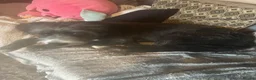 Mixed Breed dogs for sale: Lucifer  - Advert 3