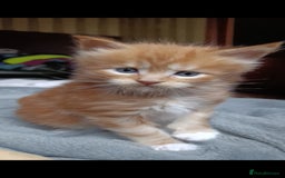 Maine Coon cats for sale: Maine Coon kitten Fire Red Marble Tabby and White - Image 5