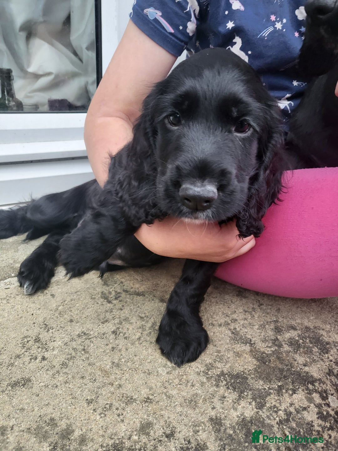 Cocker Spaniel dogs for sale: Working cocker spaniel puppies 2 black boys left.  - Image 19