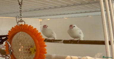 Finches birds - Advert 8
