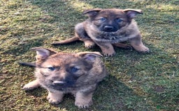 German Shepherd dogs for sale: TOP QUALITY GERMAN SHEPHERD LITTERS - Image 13
