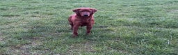 Labrador Retriever dogs for stud: Extremely Dark Red,Fully health tested,Proven stud in York - Advert 6