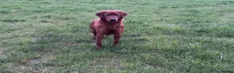 Labrador Retriever dogs for stud: Extremely Dark Red,Fully health tested,Proven stud in York - Advert 6