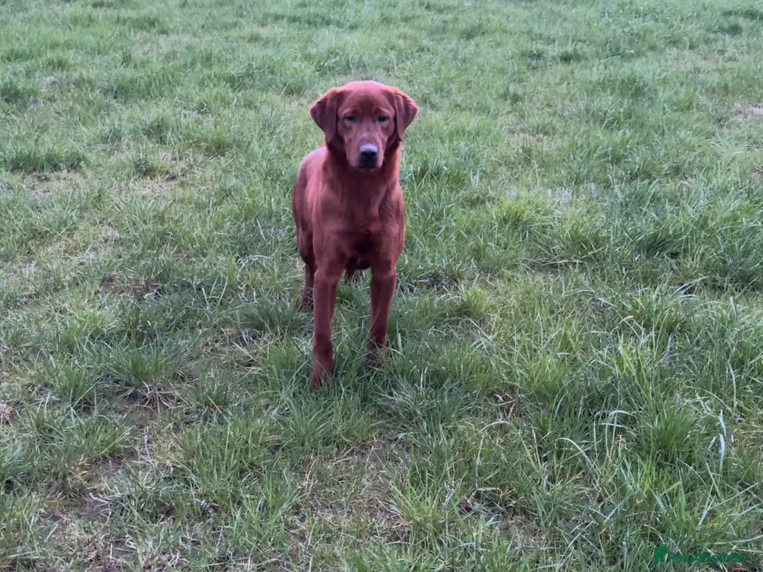 Labrador Retriever dogs for stud: Extremely Dark Red,Fully health tested,Proven stud in York - Advert 6