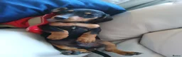 Miniature Dachshund dogs for sale:  boy dachshund Puppie ready to leave  - Advert 21