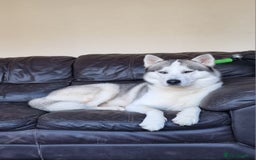 Siberian Husky dogs for stud: Siberian Husky (Bim) for stud. - Image 9