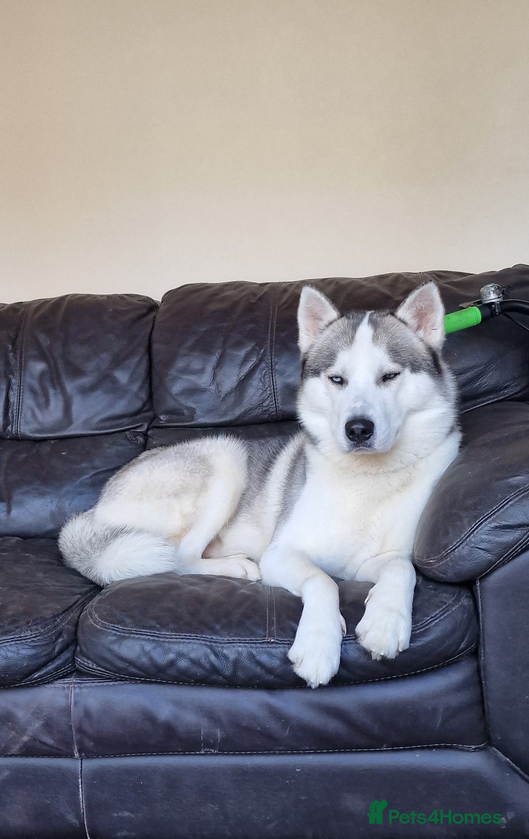 Siberian Husky dogs for stud: Siberian Husky (Bim) for stud. - Image 9