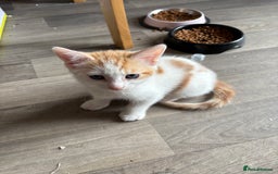 Mixed Breed cats for sale: Kittens for sale  - Image 1