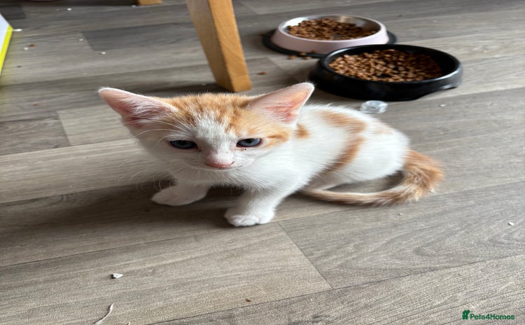 Mixed Breed cats - Advert 4