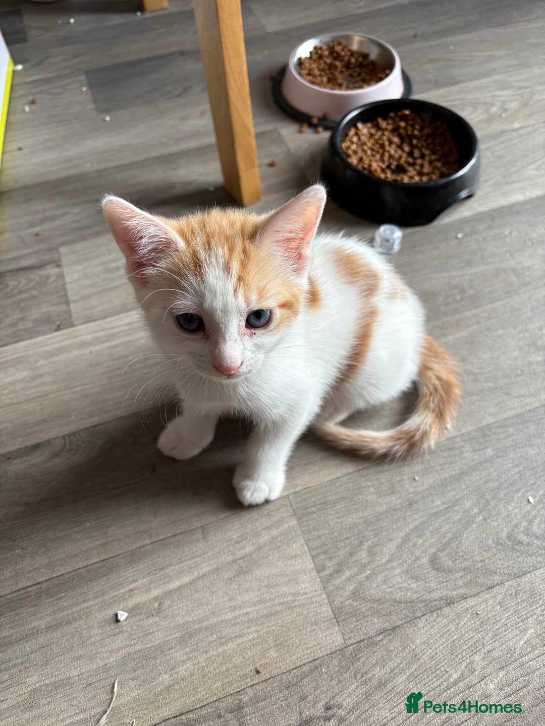 Mixed Breed cats for sale: Kittens for sale  - Image 1