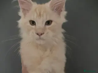 Maine Coon cats Full Maine Coon 16 wk kittens Large Russian lines - Advert 2