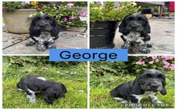 Cocker Spaniel dogs for sale: Show Type Cocker Spaniel pups  - Image 5