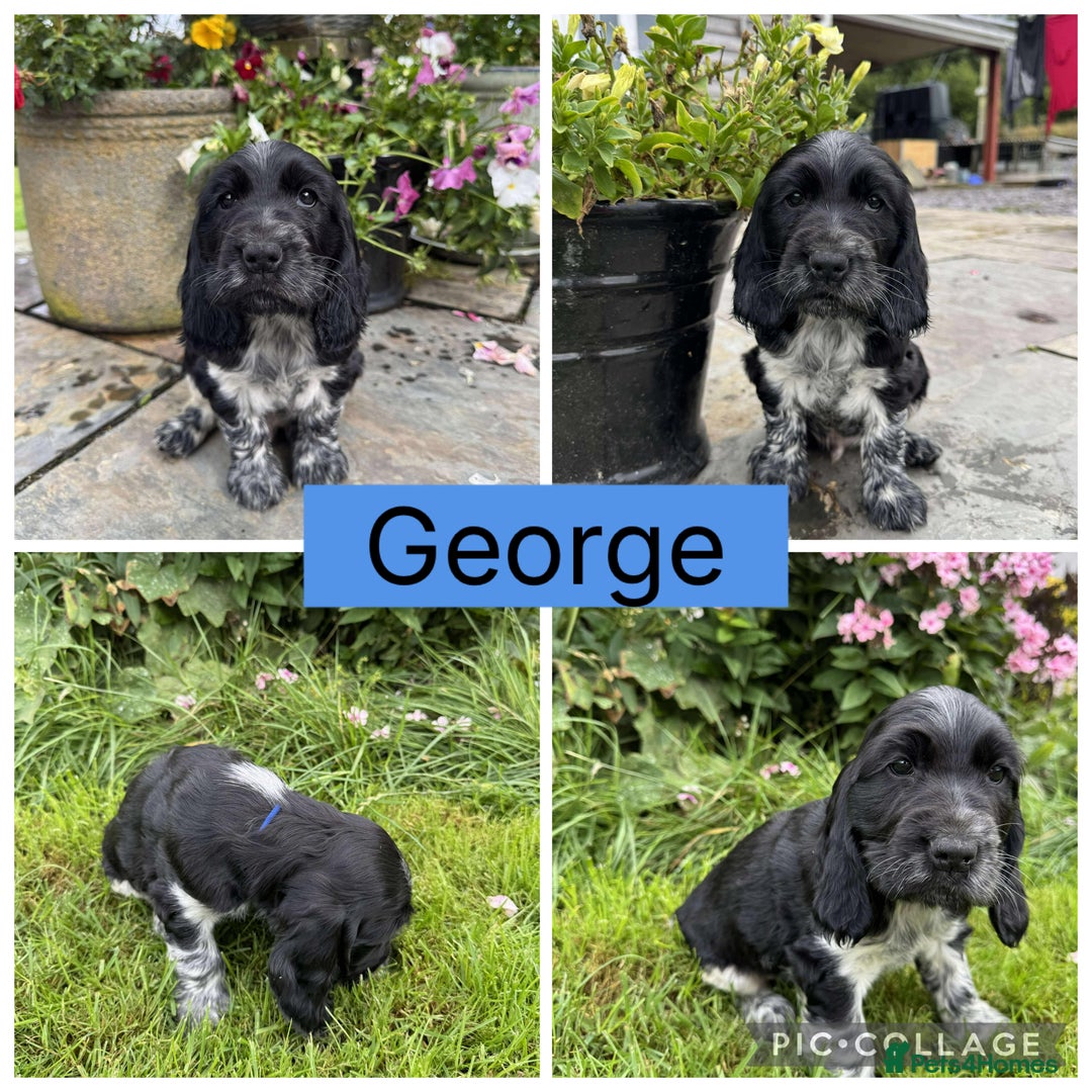Cocker Spaniel dogs for sale: Show Type Cocker Spaniel pups  - Image 5