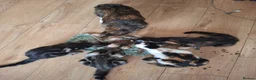 Mixed Breed cats for sale: Four gorgeous kittens  in Wimborne - Advert 2