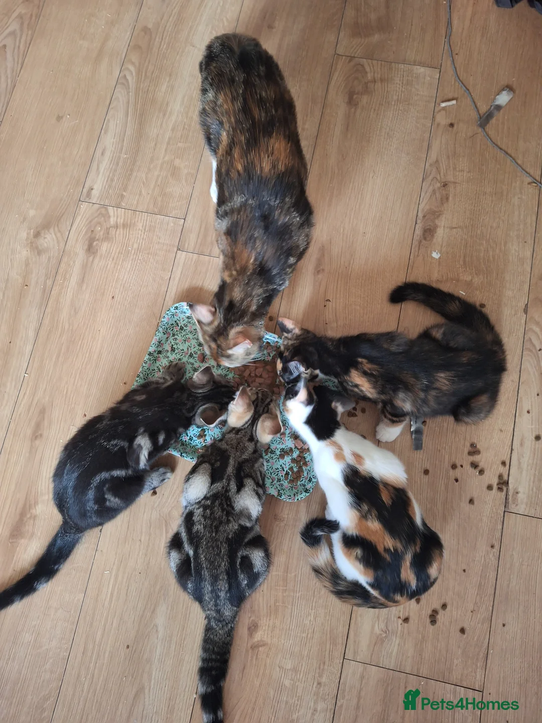 Mixed Breed cats for sale: Four gorgeous kittens  in Wimborne - Advert 2