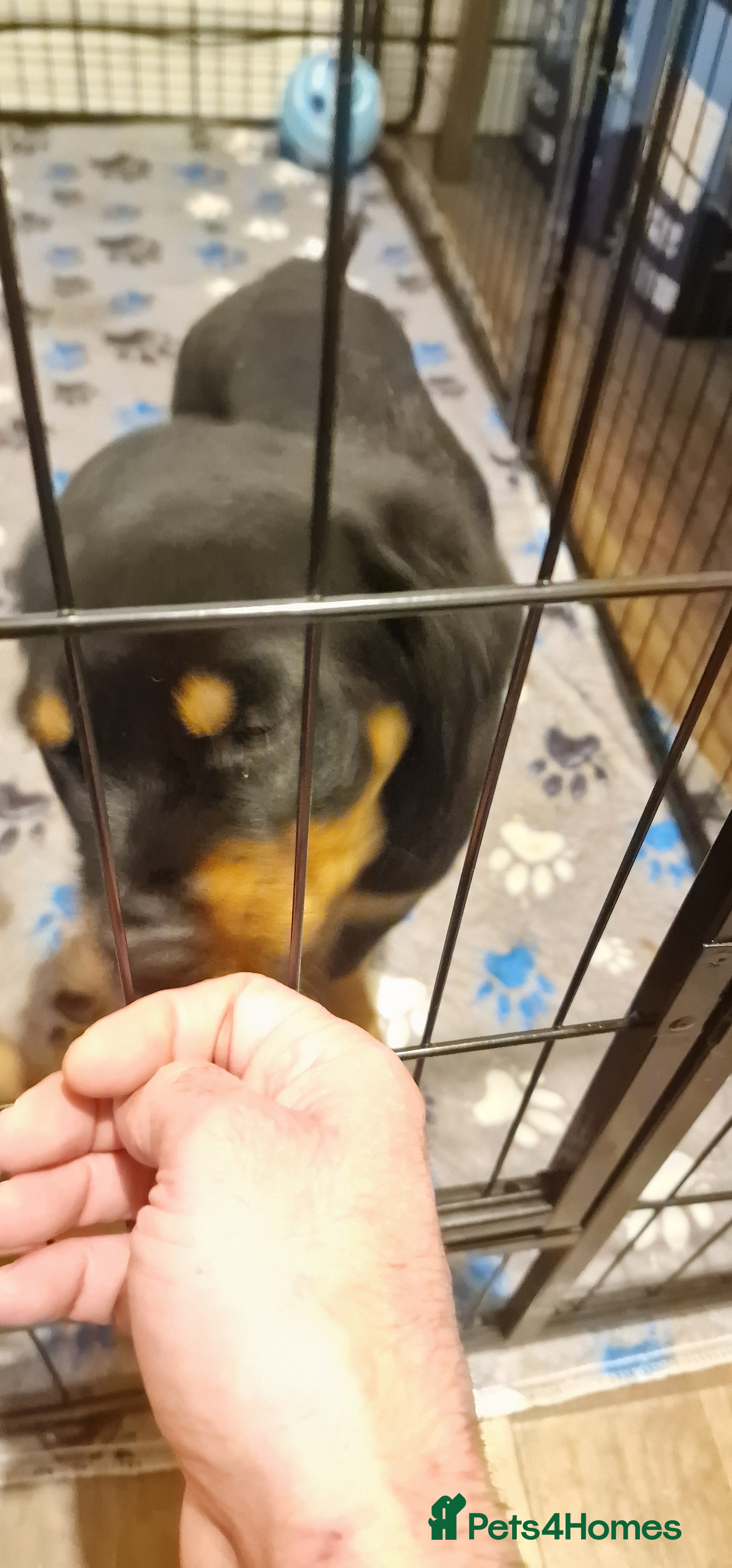 Rottweiler dogs Last full vaccinated Purebred Rottweiler puppy  - Advert 7