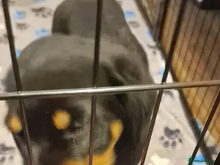 Rottweiler dogs Last full vaccinated Purebred Rottweiler puppy - Advert 7