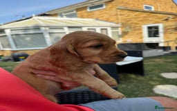 Cocker Spaniel dogs for sale: Show cocker spaniels  - Image 22