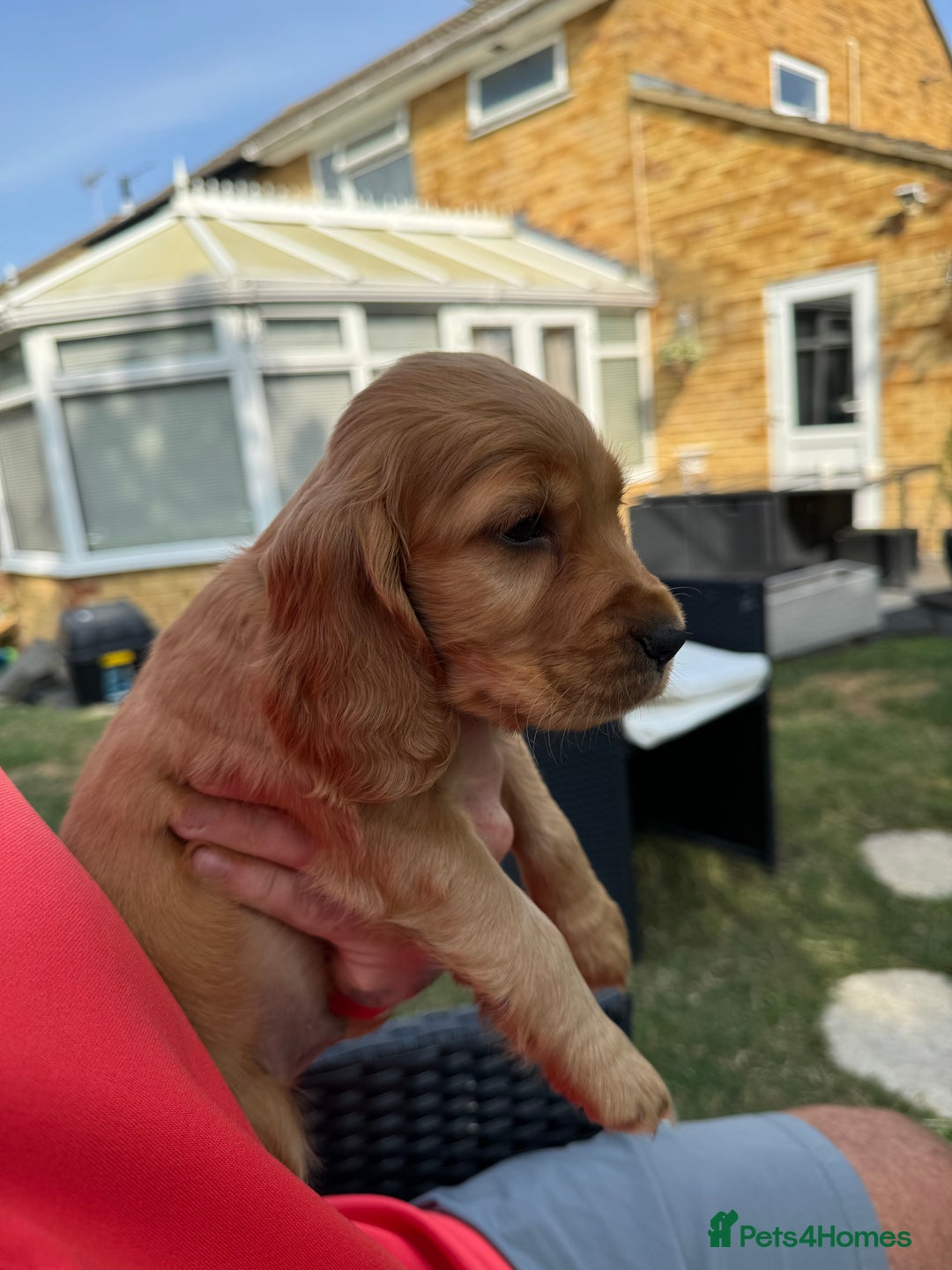 Cocker Spaniel dogs for sale: Show cocker spaniels  - Image 22