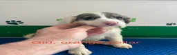 Mixed Breed dogs for sale: Fantastic Sprockerpoos - Advert 10
