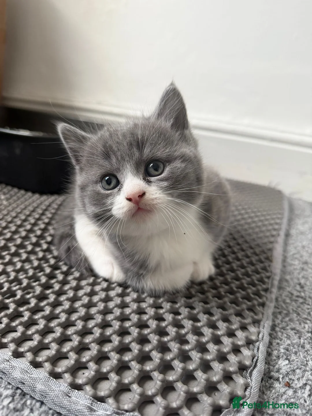 Mixed Breed cats for sale: 3 adorable kittens - Advert 1