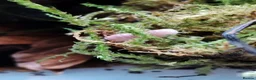 Isopods invertebrates for sale: Isopods Cubaris Ardentiella Sinodillo Spherillo  in Telford - Advert 10
